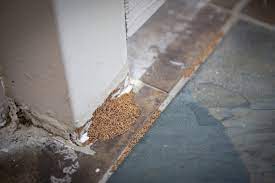 How To Get Rid Of Termites Termite