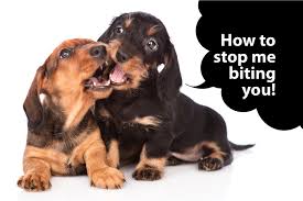 It takes a lot of one of the first things your new puppy needs to learn is how to how to control that mouth of his. How Do I Stop My Dachshund Puppy Biting I Love Dachshunds