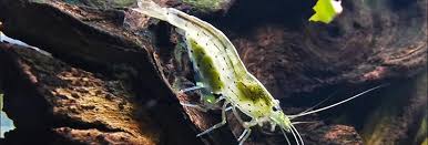 Amano Shrimp Care Diet Breeding Aquariuminfo Org