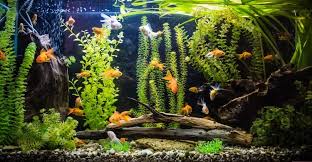 how much does a fish tank cost 2024