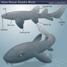 Nurse Shark Length Weight And Appearance Howstuffworks