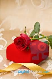 red rose and gift stock photo royalty