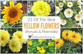 Our list of the 30 prettiest perennial flowers about perennials. 21 Of The Best Yellow Flowers Annuals Perennials Get Busy Gardening