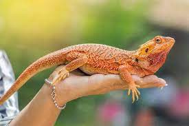 which lizards make good pets 7 best