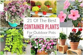 21 Best Container Plants For Pots