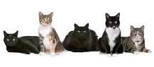 what-is-a-group-of-cats-called