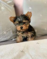 Check spelling or type a new query. Yorkie Poo Puppy For Adoption Novocom Top