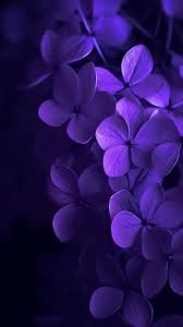 purple wallpaper iphone purple purple