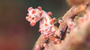 Image result for Seahorse gif