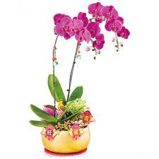 prosperity orchids gift send plants
