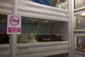 The pet store send me more info the pet store. Pet Shop Puppy Sales Should Be Banned Say Animal Charities Mirror Online