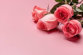 rose flower background images hd
