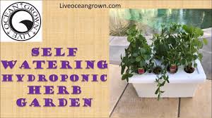 How to make a crazy cheap and easy hydroponics counter top Herb