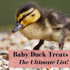 what do baby ducks eat ultimate list