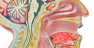 nasal anatomy uc irvine cal center