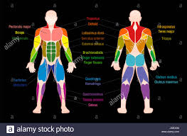 Muscle Chart With Most Important Muscles Of The Human Body