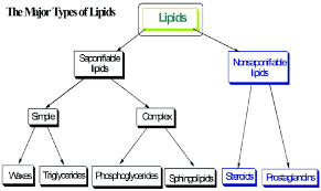 major types of lipids fatty acids come