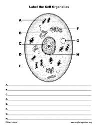 Cell Labeling Page Human Cell Structure Plant Cell