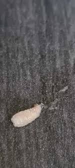 white worms on my floor mumsnet