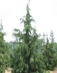 Pin On Weeping Evergreen Trees
