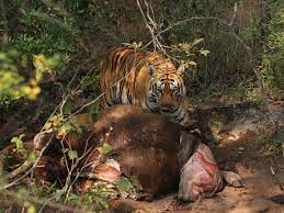 Alpha male tiger with Gaur kill... - Pugdundee Safaris | Facebook