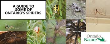 A Guide To Ontario Spiders On Nature Magazine