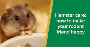 hamster care how to make your rodent
