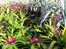 bromeliads home garden information