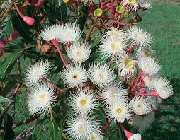 Find the best white flowers for your garden. Flowering Gums