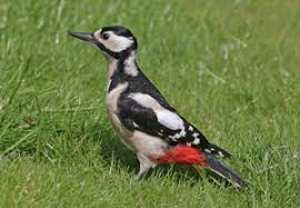 Maybe you would like to learn more about one of these? Great Spotted Woodpecker Bto British Trust For Ornithology