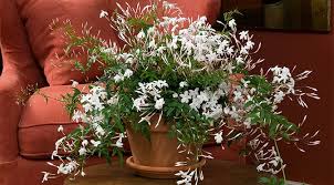 jasmine polyanthum a wintertime