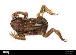 Dead frog hi-res stock photography and images - Page 2 - Alamy