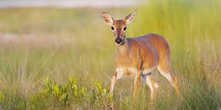 Key Deer National Wildlife Federation