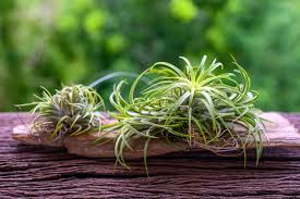 Air Plants For Stylish And Healthy