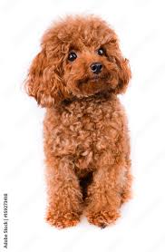 mini toy poodle with golden brown fur