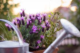 Low Maintenance Plants For Outdoor Pots