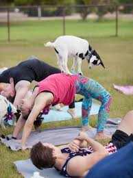 goat yoga the pregnancy workout fpa