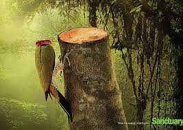 Resultado de imagen para deforestaciÃ³n
