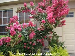 Small Flowering Trees