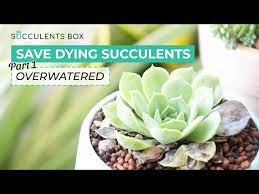 how to save overwatered succulents