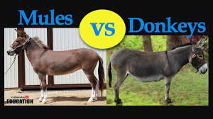 They are generally valued because they have many of the characteristics of donkeys including strength and are good for hauling supplies or transporting materials. Donkeys Vs Mules How Are They Different Education Today News