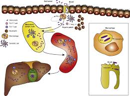 Salmonella bacteria typically live in animal and human intestines and are shed through feces. Salmonella Infection Interplay Between The Bacteria And Host Immune System Sciencedirect