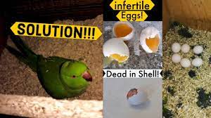 ringneck parrots eggs infertile or dead
