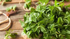 Malunggay and Spinach Herbal Plant