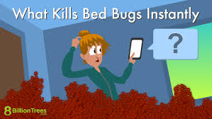 what kills bed bugs instantly bed bug