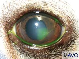 dog eye ulcer cat eye ulcer