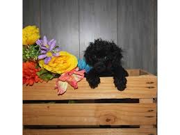 toy poodle dog female black 2468316 pet