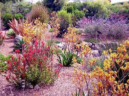 drought tolerant garden