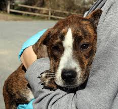 Compare adoption attorneys near you. Brewster Animal Shelter Giving Southern Puppies A Second Chance Capecod Com