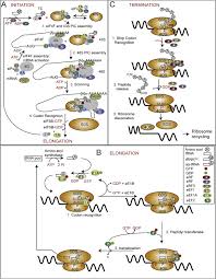 During embryogenesis, hox mrna translation is tightly regulated by a sophisticated molecular mechanism that combines two rna regulons located in their 5′utr. Dysregulation Of Mrna Translation And Energy Metabolism In Cancer Sciencedirect